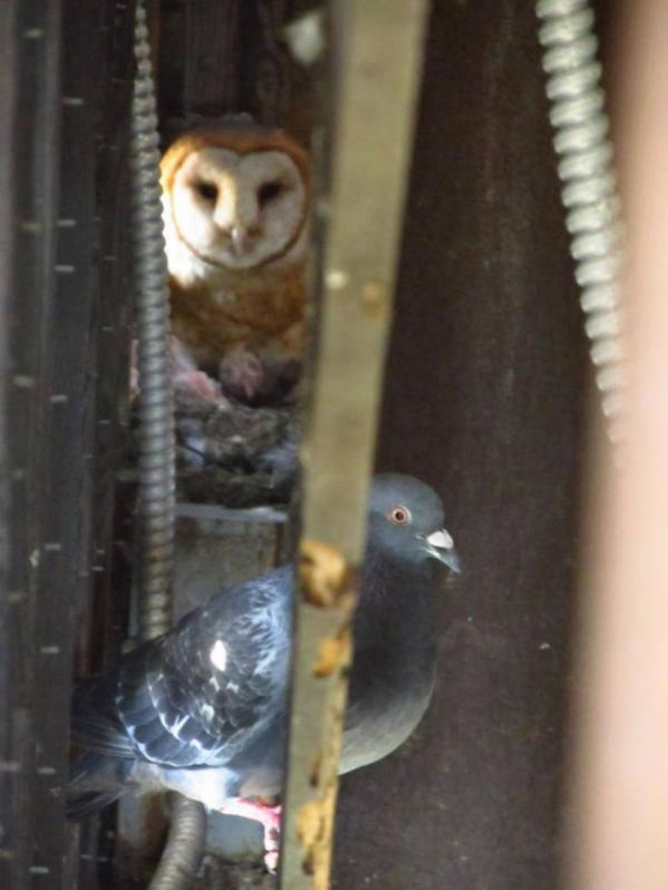 Owlets Make An Illuminated Sign Their Home